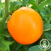 Tomato Seeds - Slicing - Orange Queen