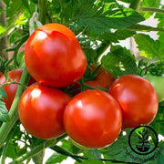 Tomato Seeds - Oregon Spring