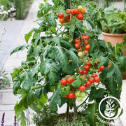 Tomato Seeds - Cherry - Patio Choice Red Hybrid