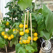 Tomato Seeds - Cherry - Patio Choice Yellow Hybrid AAS