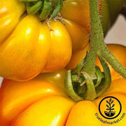 Tomato Seeds - Persimmon