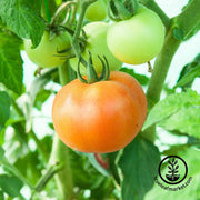 Tomato Seeds - Slicing - Ponderosa Pink