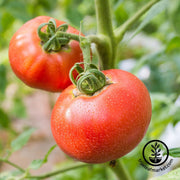 Tomato Seeds - Slicing - Ponderosa Red