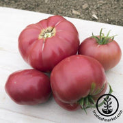 Tomato Seeds - Slicing - Prudens Purple