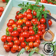 Tomato Seeds - Cherry - Small Red Cherry