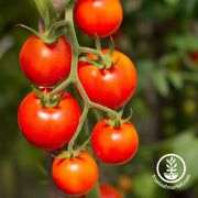 Tomato Seeds - Cherry - Currant Red