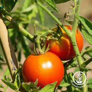 Tomato Seeds - Slicing - Red Siberian