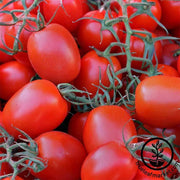 Tomato Seeds - Paste - Rio Grande