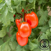 Tomato Seeds - Paste - Roma VF