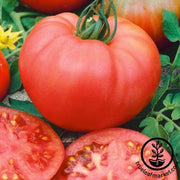 Tomato Seeds - Slicing - Rose