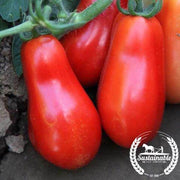 Tomato Seeds - San Marzano Indeterminate - Organic