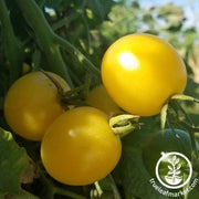 Tomato Seeds - Cherry - Super Snow White