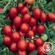 Tomato Seeds - Cherry - Sugar Plum Hybrid