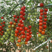 Tomato Seeds - Cherry - Suncherry Extra Sweet Hybrid