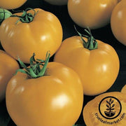 Tomato Seeds - Slicing - Sunny Boy Hybrid