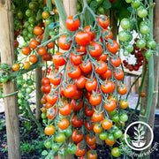 Tomato Seeds - Cherry - Supersweet 100 Hybrid