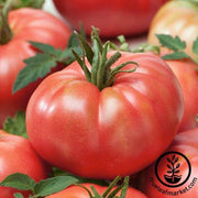 Tomato Seeds - Slicing - Tastemaster Improved Hybrid