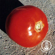 Tomato Seeds - Salad - Thessaloniki