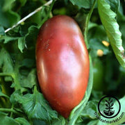 Tomato Seeds - Slicing - Ukrainian Purple