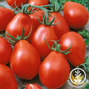 Tomato Seeds - Cherry - Viva Salsa Hybrid