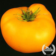 Tomato Seeds - Brandywine Yellow - Organic