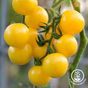 Tomato Seeds - Cherry - Currant Yellow