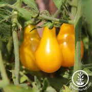 Tomato Seeds - Cherry - Yellow Pear