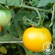 Tomato Seeds - Slicing - Yellow Perfection