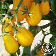 Tomato Seeds - Salad - Yellow Plum