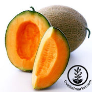 Melon Seeds - Top Mark (treated)