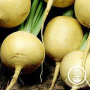 Turnip Seeds - Gold Ball