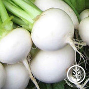 Turnip Seeds - White Egg