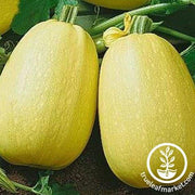 Squash Seeds - Vermicelli F1