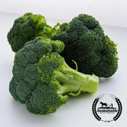 Broccoli Seeds - Waltham 29 (Organic)