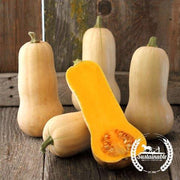 Squash Seeds - Waltham Butternut - Organic