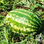 Watermelon Seeds - Picnic - All Sweet