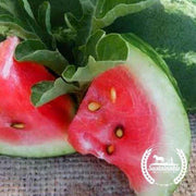 Watermelon Seeds - Allsweet - Organic