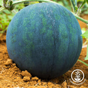 Watermelon Seeds - Giant - Black Diamond