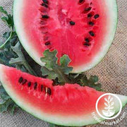 Watermelon Seeds - Icebox - Bush Sugar Baby