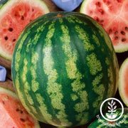 Watermelon Seeds - Icebox - Early Crimson Treat