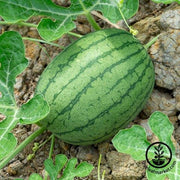 Watermelon Seeds - Picnic - Garrisonian