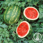 Watermelon Seeds - Picnic - Grandeur Hybrid