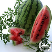 Watermelon Seeds - Picnic - Jubilee (Organic)