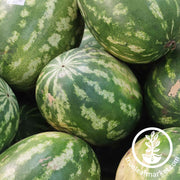 Watermelon Seeds - Picnic - Striped Klondike R7