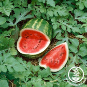 Watermelon Seeds - Picnic - Legendary Hybrid