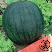 Watermelon Seeds - Picnic - Regal Hybrid