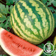 Watermelon Seeds - Icebox - Tiger Doll Hybrid