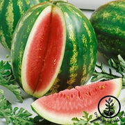 Watermelon Seeds - Picnic - Triple Prize Hybrid