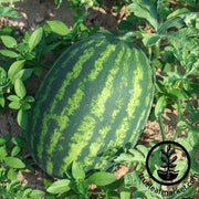 Watermelon Seeds - Icebox - Triple Score Hybrid