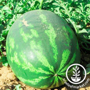 Watermelon Seeds - Picnic - Triple Star Hybrid